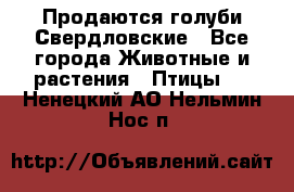 Продаются голуби Свердловские - Все города Животные и растения » Птицы   . Ненецкий АО,Нельмин Нос п.